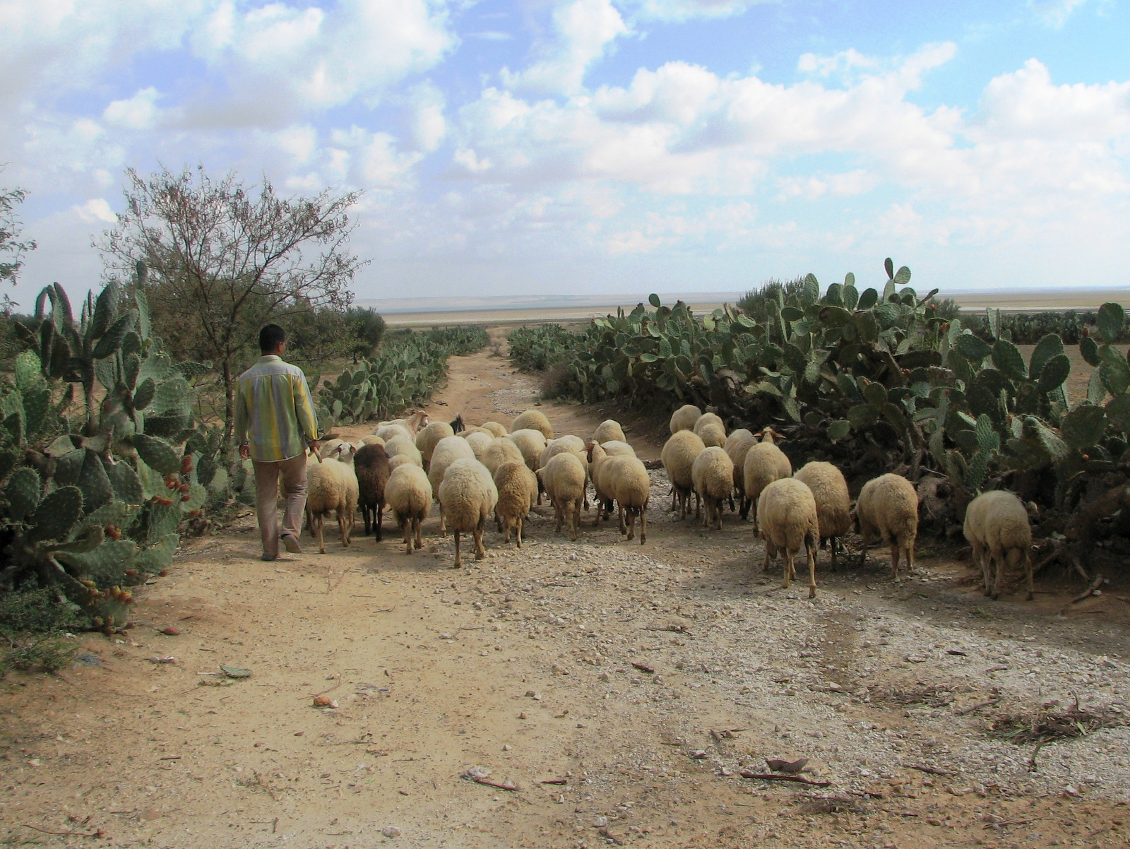 Tunizija-notranjost-7.jpg