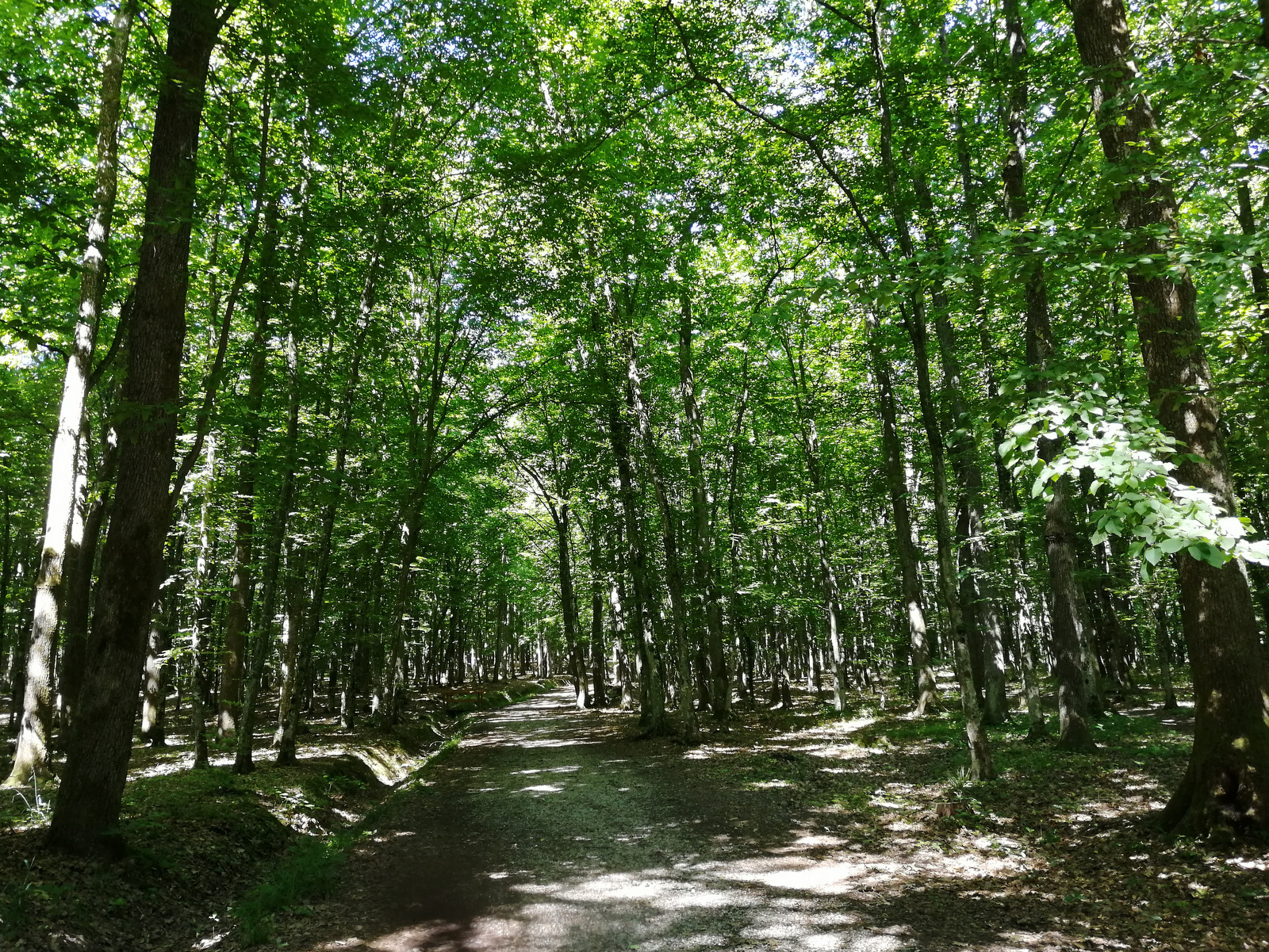 Bukovniško jezero kapela gozd