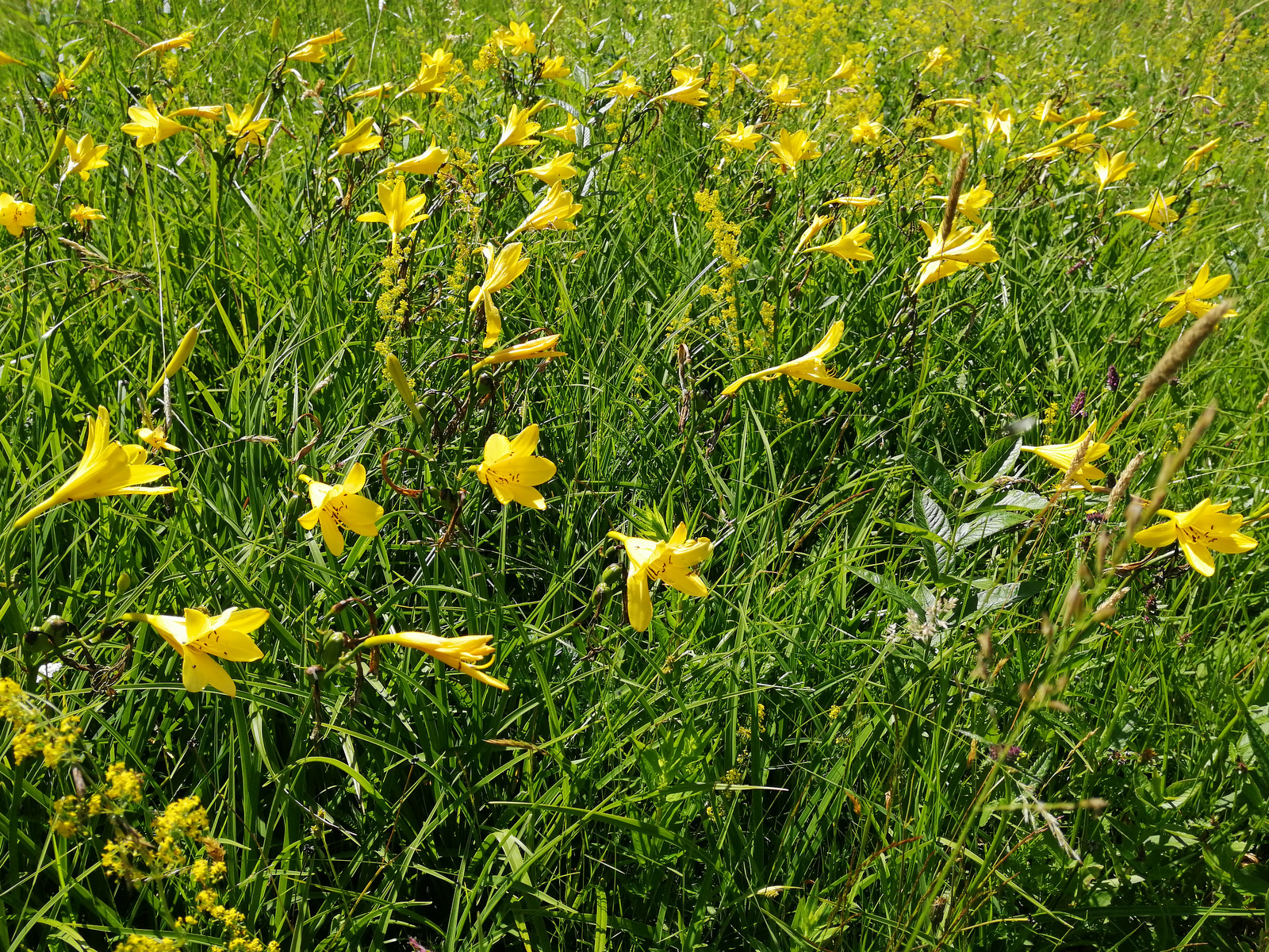 Cvetoč travnik v Bukovnici