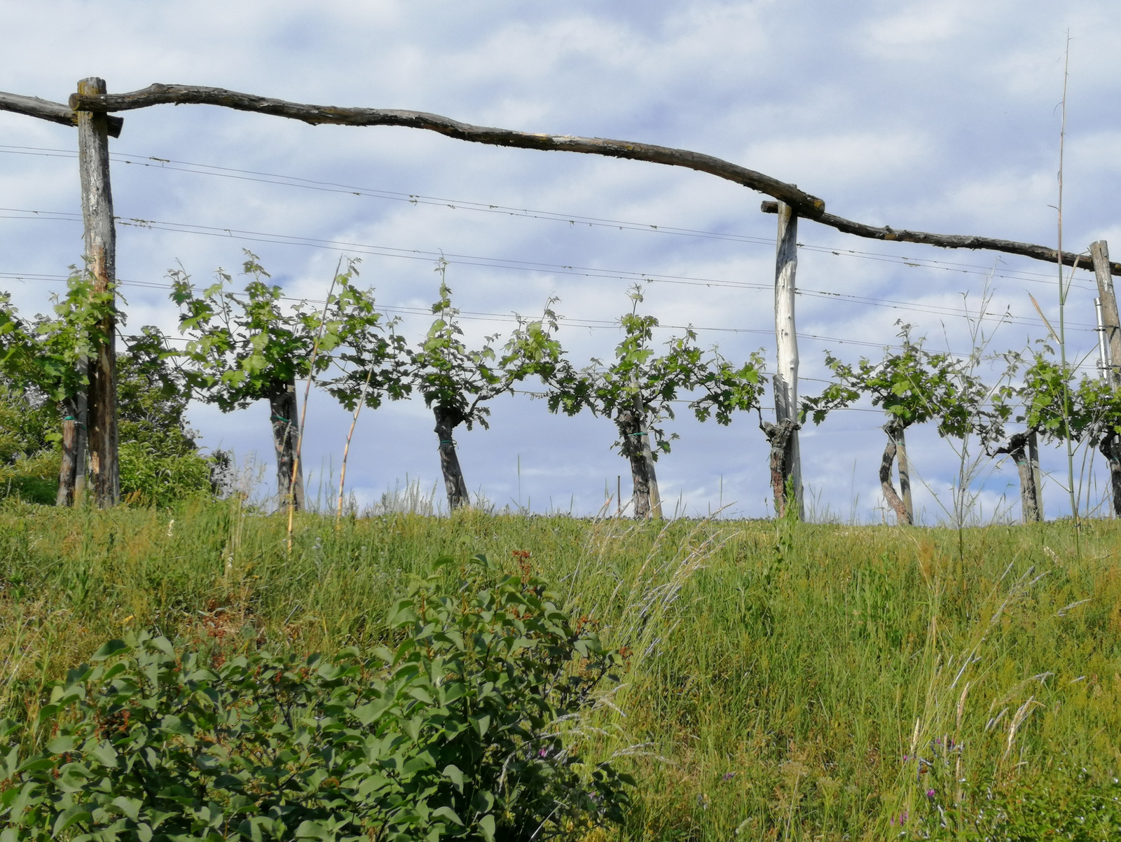 Vinska trta v Filovskem Gaju