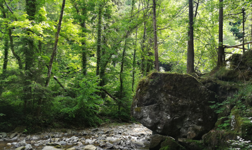 Oplotniški vintgar slonček