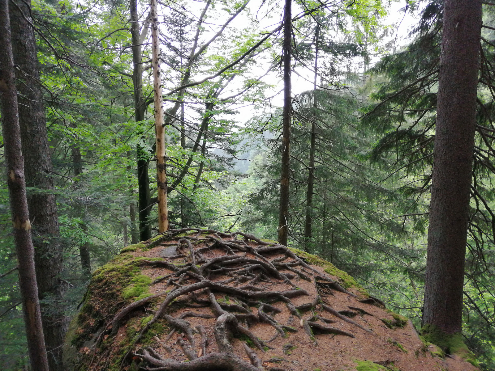 Pot do Velikega Šumika