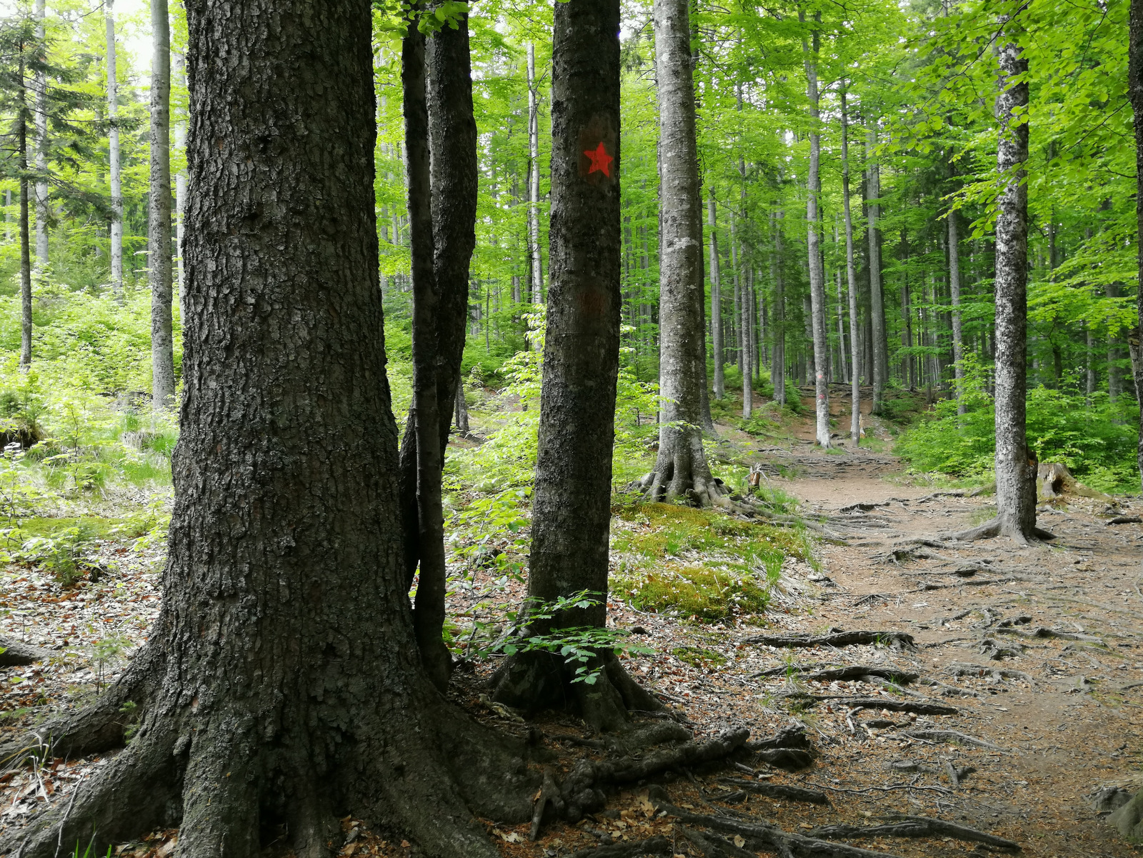 Pot do Treh žebljev
