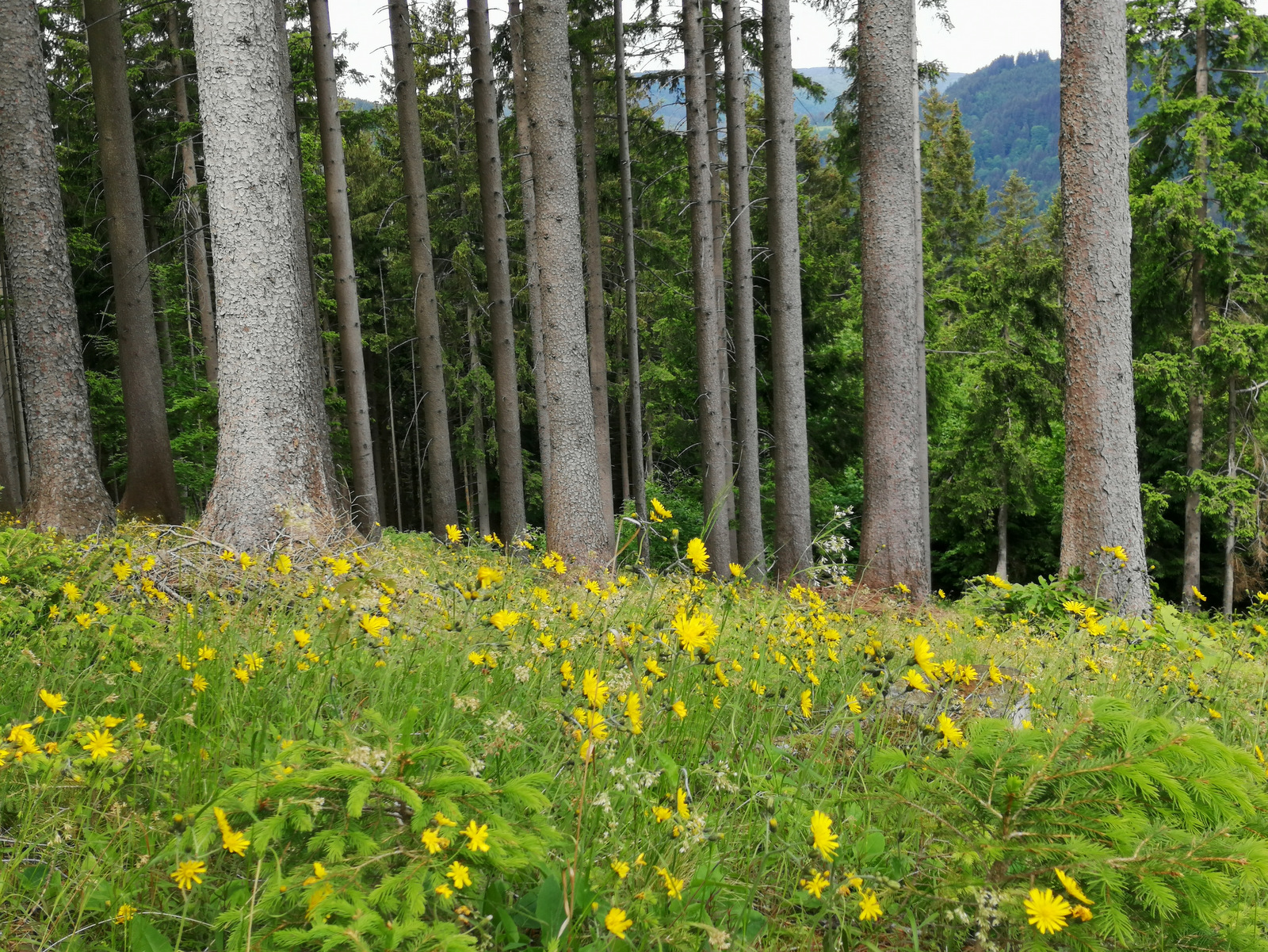 Pot do Zajčevega gradu