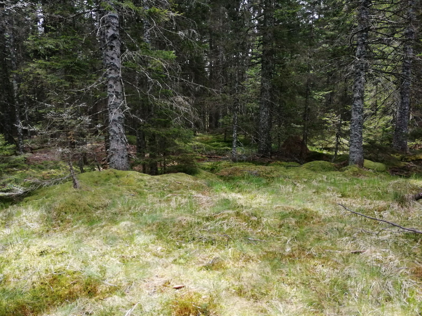 Pot do Črnega jezera