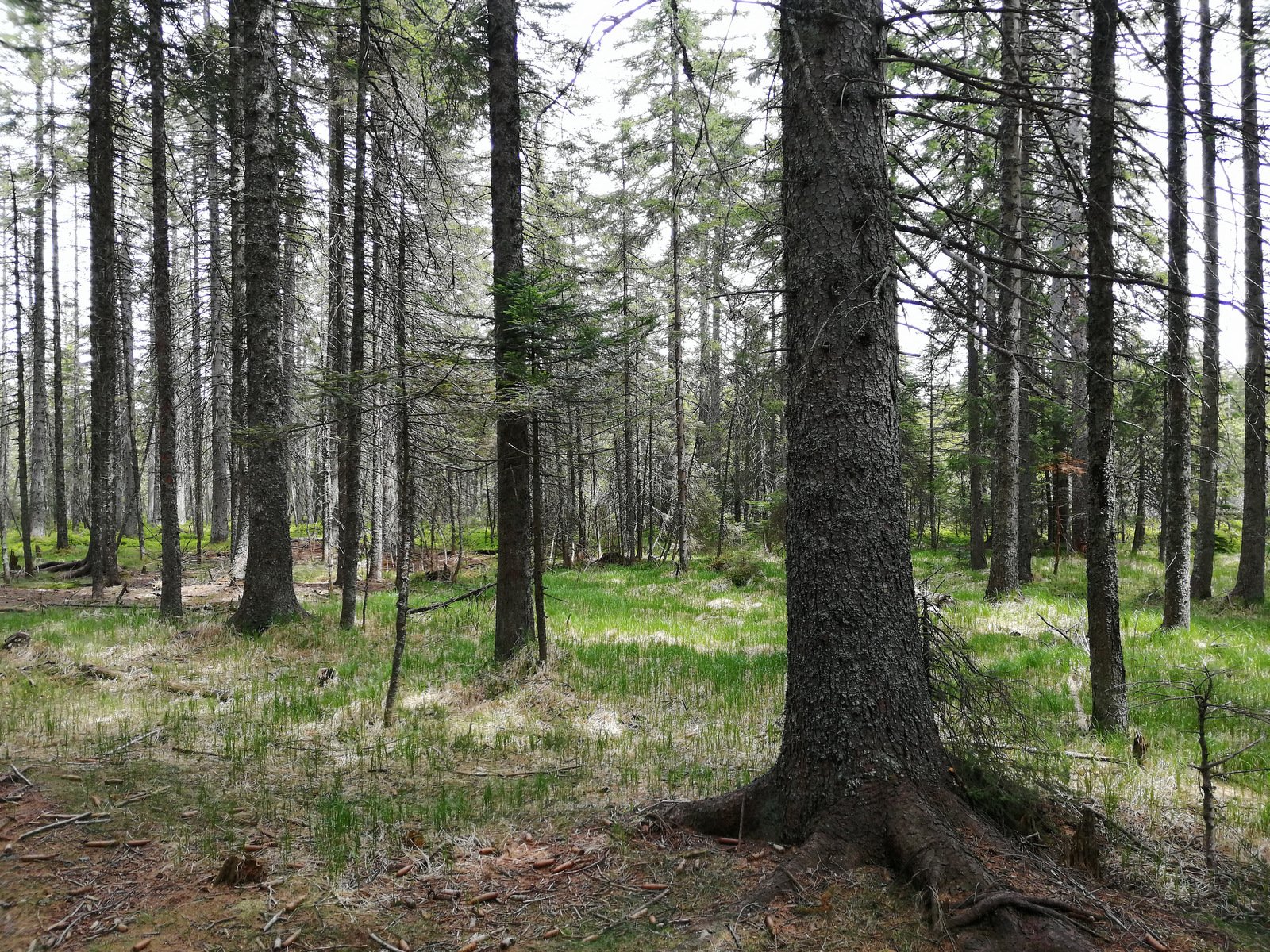 Pot do Črnega jezera