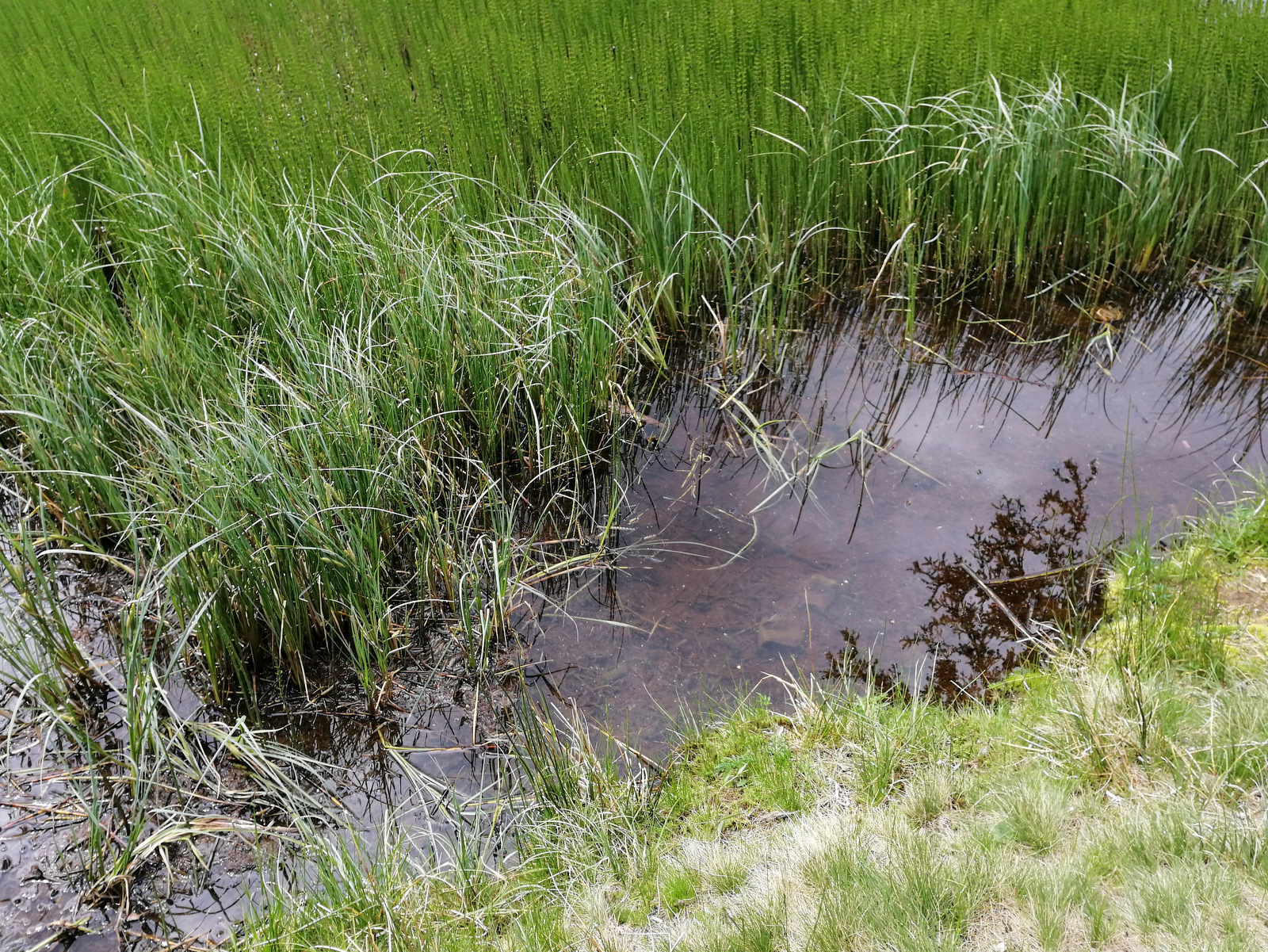 Črno jezero na Pohorju