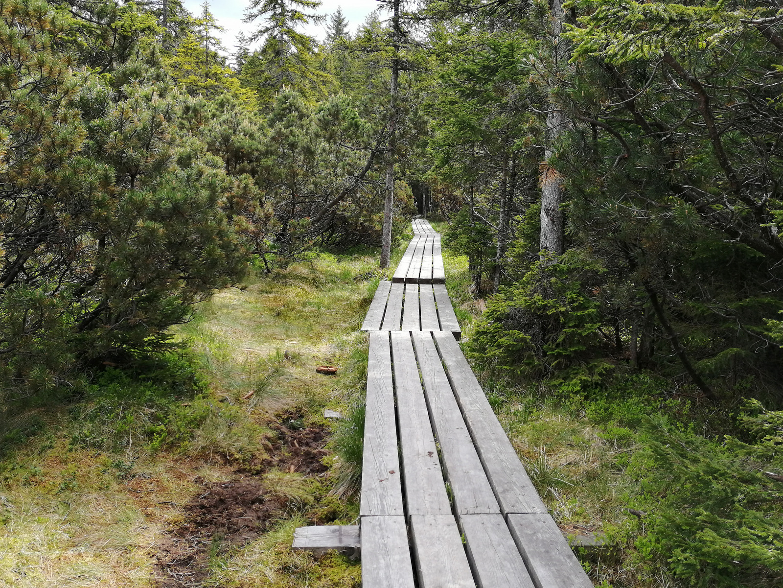 Pot do Črnega jezera