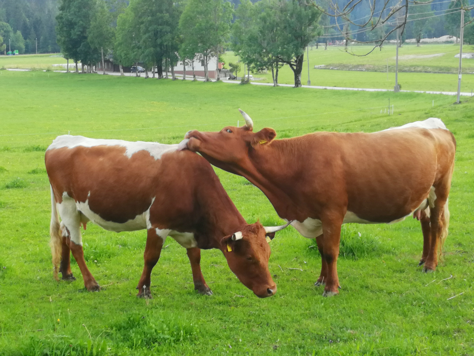 Zgornje Jezersko, Jezersko, krave