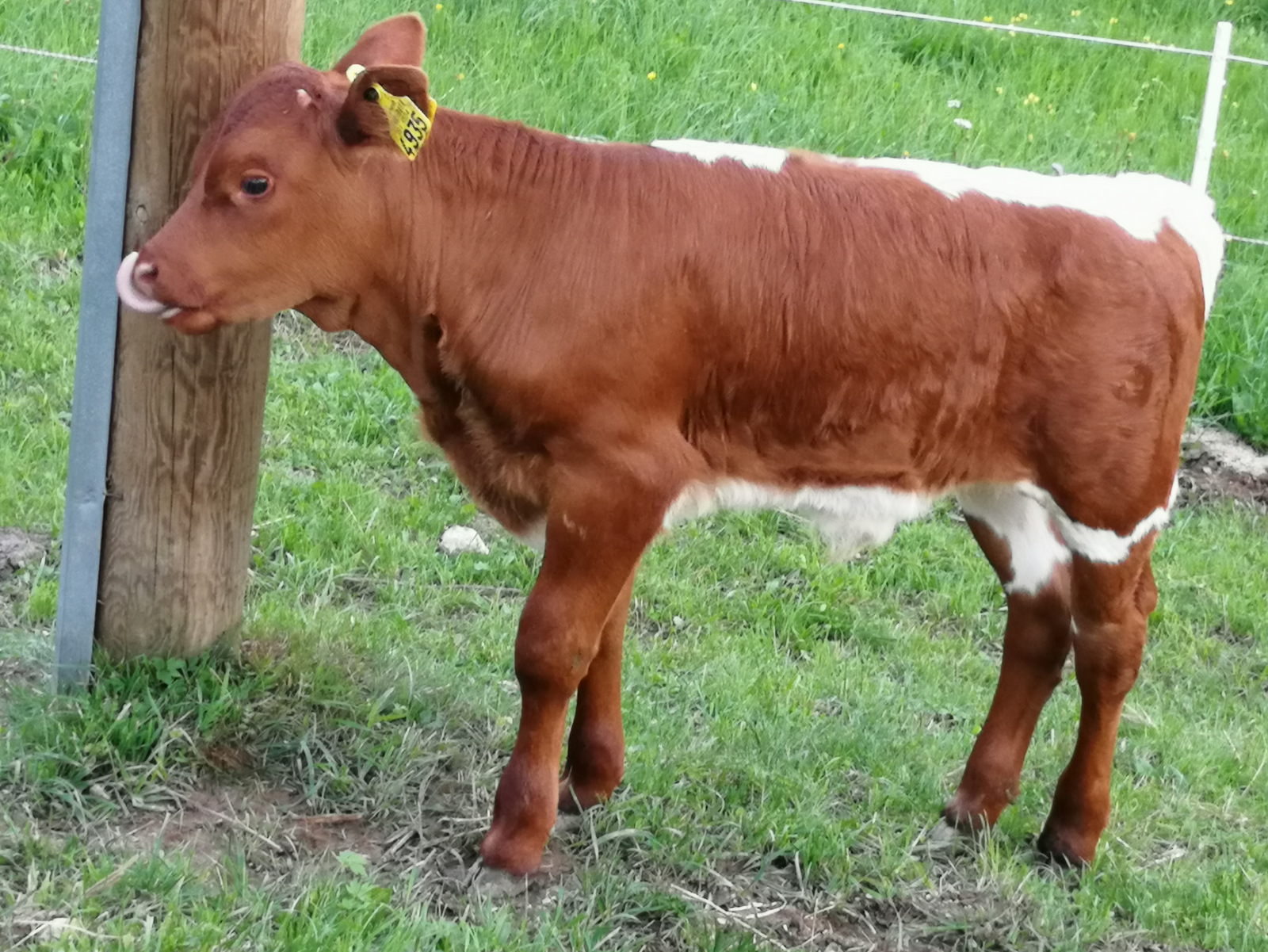 Zgornje Jezersko, Jezersko, krave