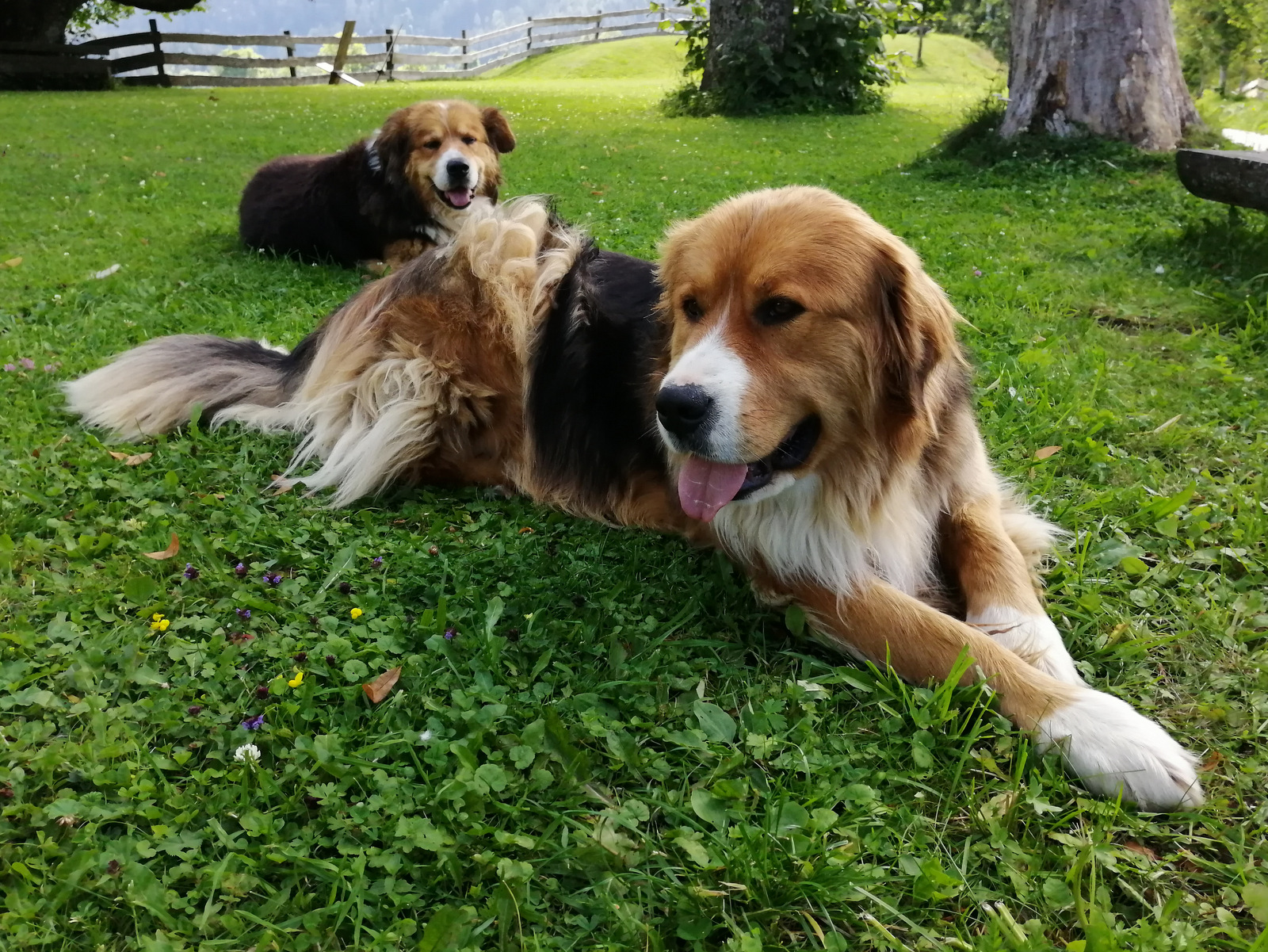 Jezersko, Šenkova domačija, Medo in Arči