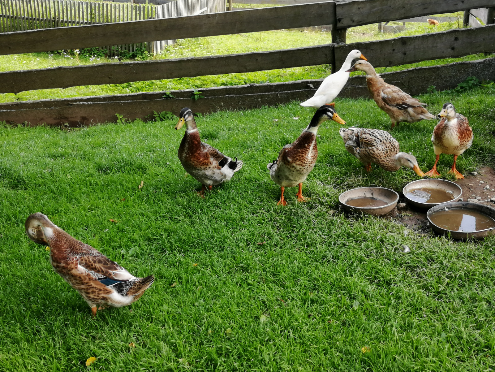 Jezersko, Šenkova domačija, račke