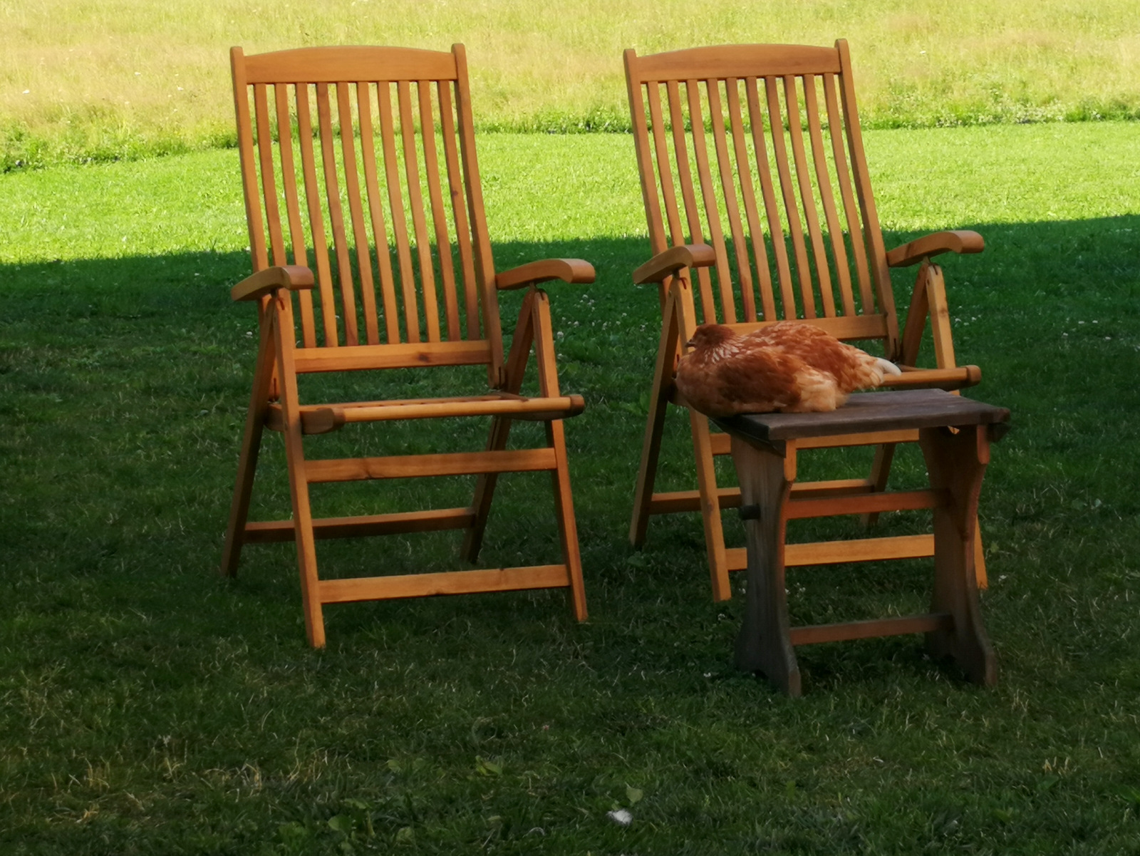 Jezersko, Šenkova domačija, kokoš na stolu