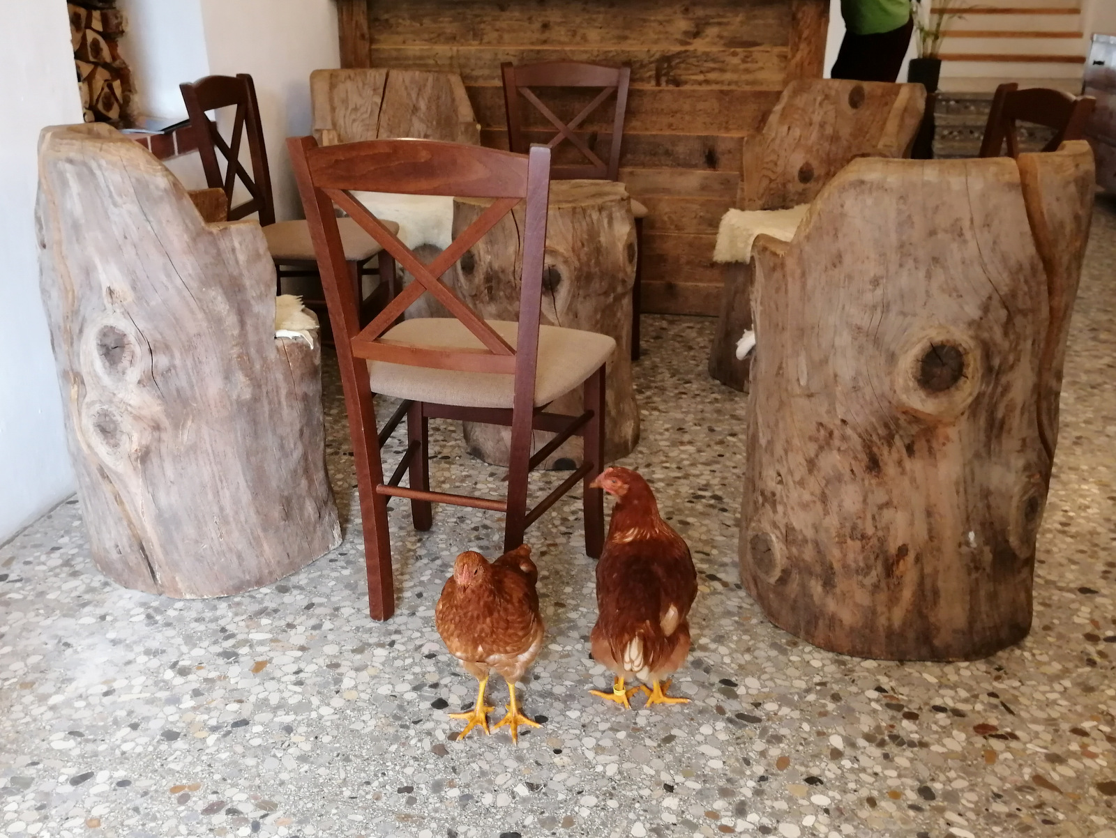 Jezersko, Šenkova domačija, kokoši na recepciji