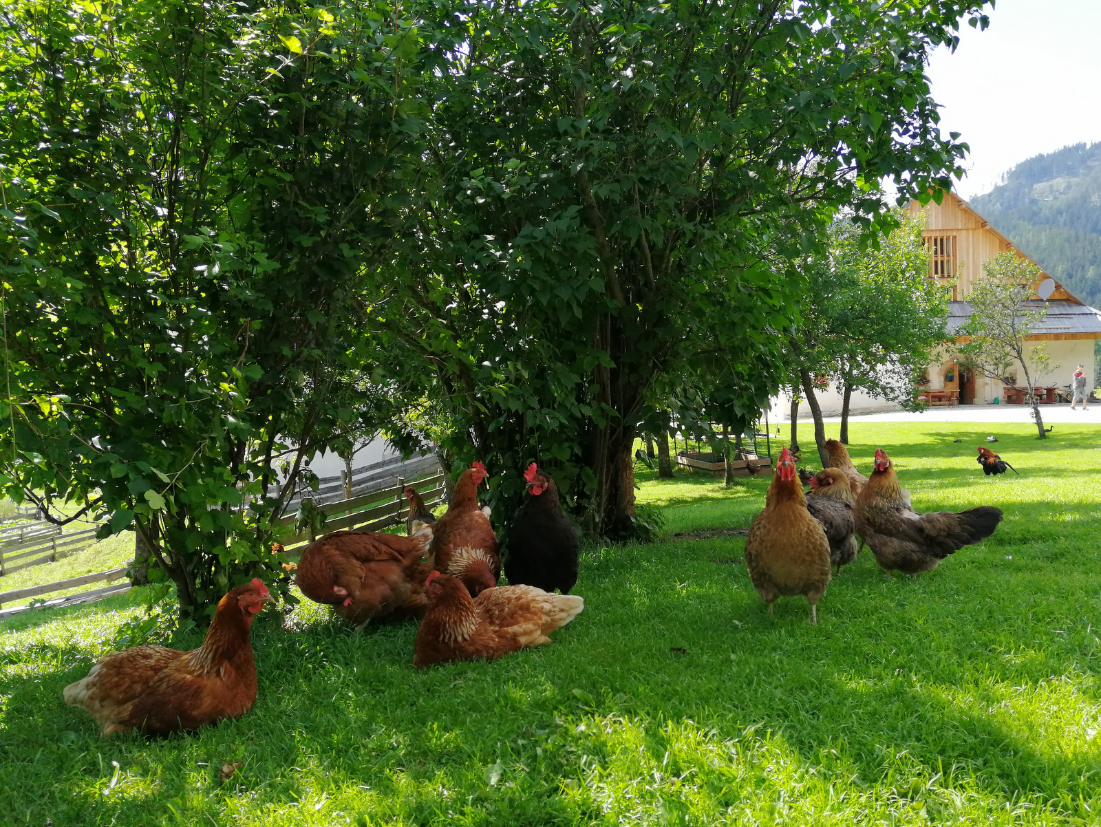 Jezersko, Šenkova domačija, kokoši