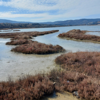 Škocjanski zatok  Koper